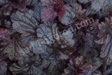 Гейхера Блэк Си Heuchera Black Sea