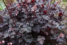 Гейхера Крейзи Раста Heuchera Crazy Rasta