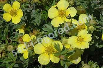 Лапчатка кустарниковая Голдстар Potentilla fruticosa Goldstar