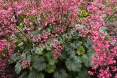 Гейхера Флауэр Пауэр Heuchera Flower Power