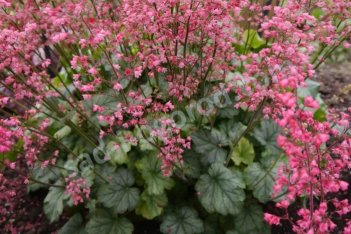 Гейхера Флауэр Пауэр Heuchera Flower Power