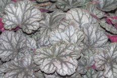 Гейхера Флорес Си Heuchera Flores Sea