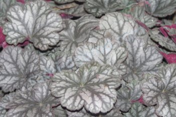 Гейхера Флорес Си Heuchera Flores Sea