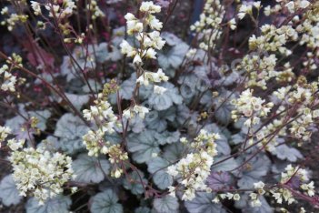 Гейхера Флорес Сноу Heuchera Flores Snow