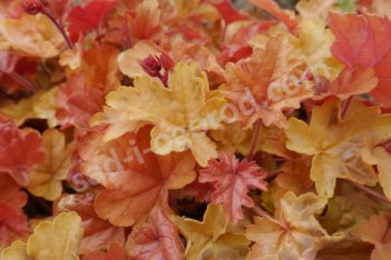 Гейхера Хеппи Отумн Heuchera Happy Autumn