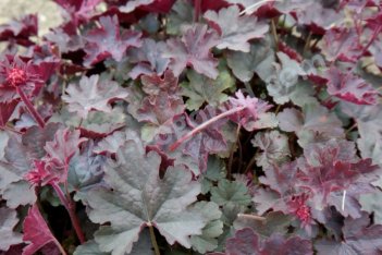 Гейхера Хэппи Девил Heuchera Happy Devil