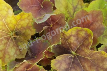 Гейхера Хэппи Эстер Heuchera Happy Easter