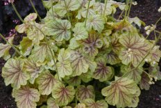 Гейхера Хэппи Мун Heuchera Happy Moon