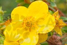 Лапчатка кустарниковая Голдфингер Potentilla fruticosa Goldfinger