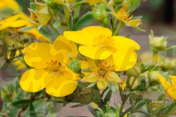 Лапчатка кустарниковая Голдфингер Potentilla fruticosa Goldfinger