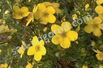 Лапчатка кустарниковая Голдфингер Potentilla fruticosa Goldfinger