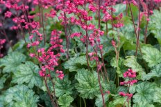 Гейхера Париж Heuchera Paris