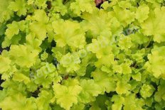 Гейхера Ворлд Кафе Романо Heuchera World Caffé Romano