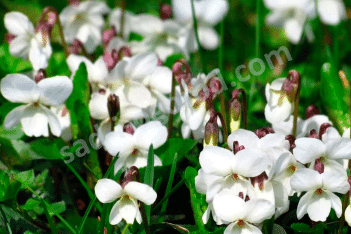 Виола душистая Альба Viola odorata Alba