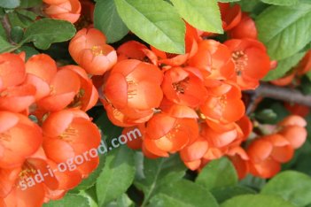 Айва Японская Chaenomeles japonica