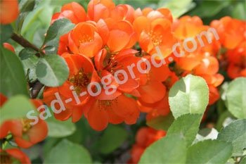 Айва Японская Chaenomeles japonica