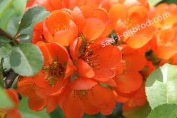 Айва Японская Chaenomeles japonica