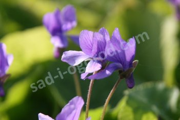 Виола душистая Кёнигин Шарлот Viola odorata Königin Charlotte