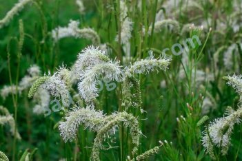 Кровохлебка Кориэн Сноу Sanguisorba Korean Snow