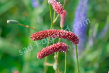 Кровохлебка Скапино Sanguisorba Scapino
