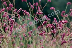 Кровохлебка Каншан Кранберри Sanguisorba Cangshan Cranberry