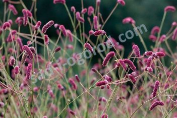 Кровохлебка Каншан Кранберри Sanguisorba Cangshan Cranberry