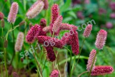 Кровохлебка Мензиса Sanguisorba menziesii