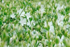 Барвинок малый Эвелин Vinca minor Evelyn