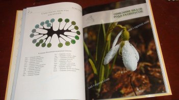 Книга Галянтусы