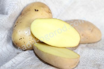 Сорт Эль Мундо El Mundo картофель семенной