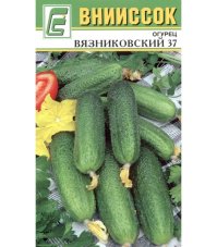 Огурец Вязниковский 37