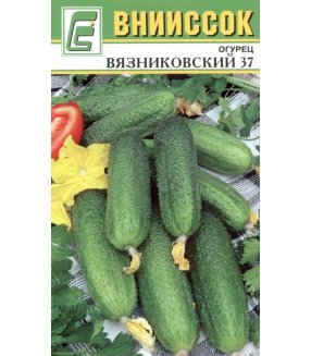 Огурец Вязниковский 37