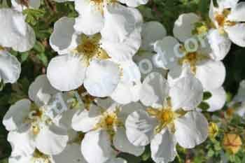 Лапчатка кустарниковая Манчу Potentilla fruticosa Manchu