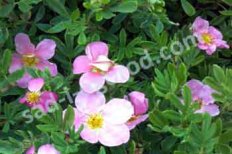 Лапчатка кустарниковая Пинк Бьюти Potentilla fruticosa Pink Beauty