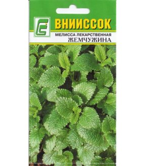 Мелисса лекарственная Жемчужина