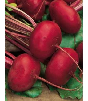 Свекла столовая Грибовская Плоская А-473