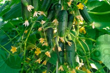 Огурец Балконный рассада