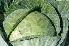 Рассада Капуста Белокочанная CБ-3 F1