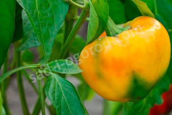 Перец сладкий Золотой Юбилей рассада