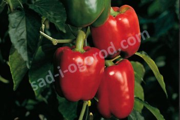 Рассада Перец сладкий Стенли