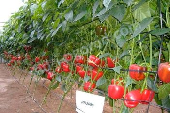 Рассада Перец Бандай