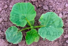 Рассада Тыква Россиянка Cucurbita Rossiyanka