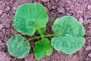 Рассада Тыква Россиянка Cucurbita Rossiyanka