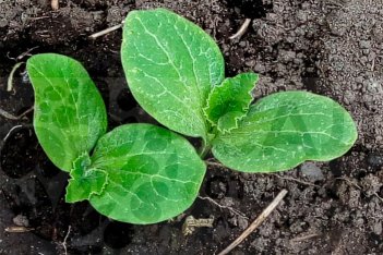 Рассада тыква Конфетка