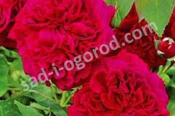 Роза английская Вильям Шекспир Rose William Shakespeare