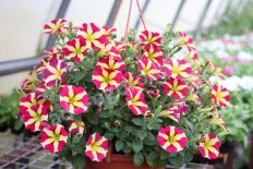 Кашпо Петуния ампепьная Petunia pendula