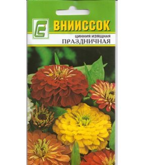 Цинния Праздничная