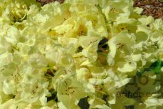 Рододендрон Врен Rhododendron Wren Keiskei Group