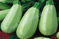 Рассада кабачок Ролик