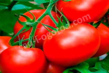 Рассада томатов Волгоградский скороспелый